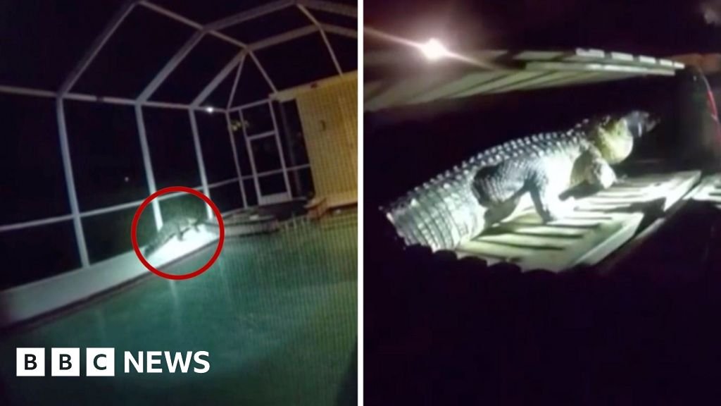 Cold-blooded trespasser found lurking in Florida pool