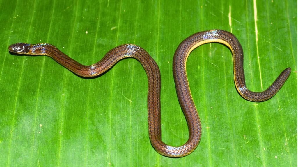 Meghalaya yields new burrowing reed snake