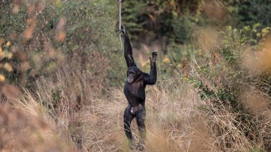 Scientists stunned as chimpanzees turn on friends in killing spree