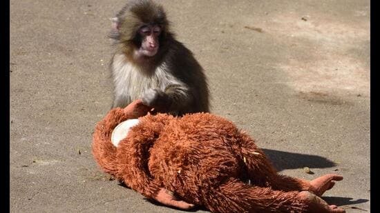 Listicle: 10 viral animals that are the GOAT