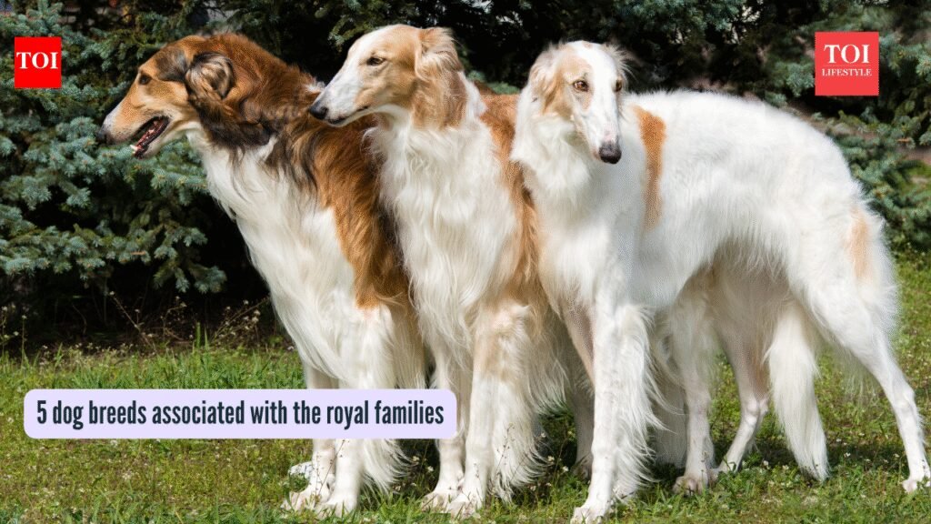 5 elegant dog breeds that were part of royal families