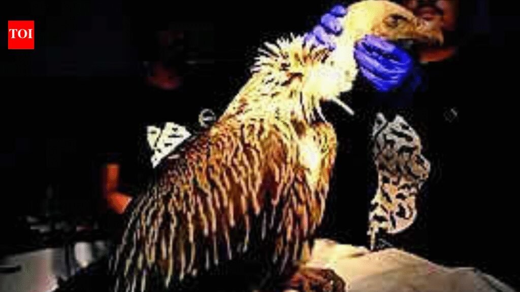 Dog poisoning led to death of 25 Himalayan griffon vultures in UP