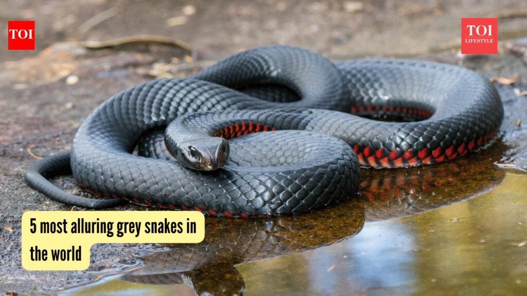5 most alluring grey snakes in the world