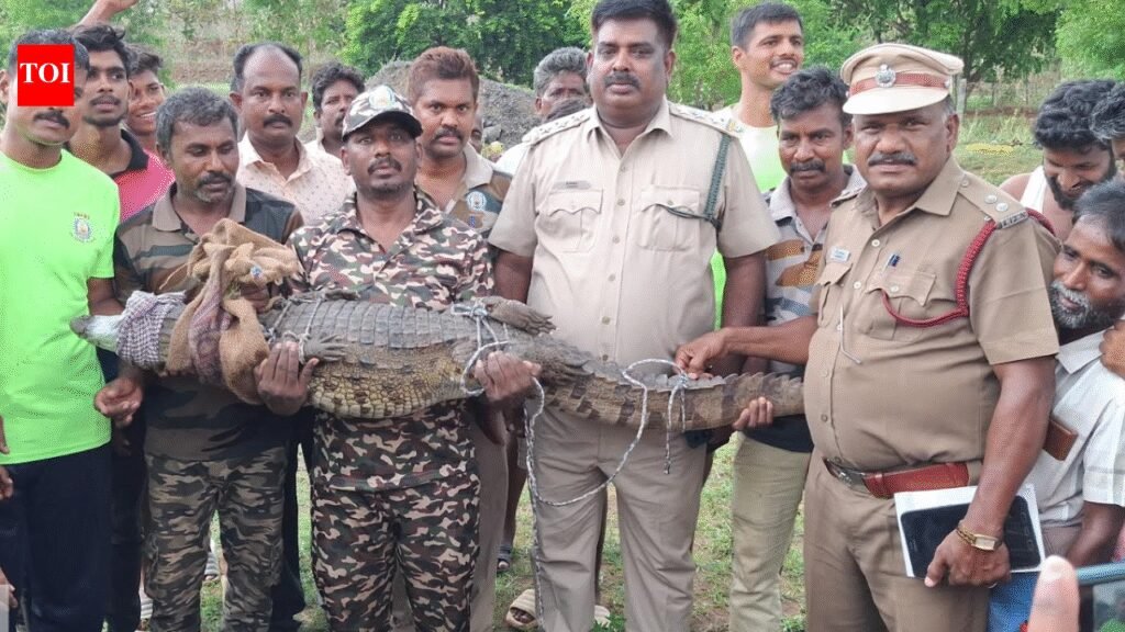 Crocodile rescued from well near Harur