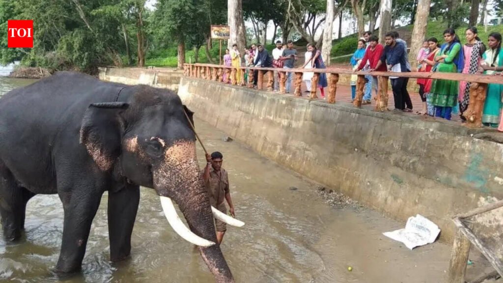 Ban on feeding, bathing elephants across Karnataka