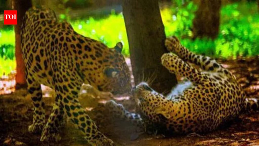 Sanjay Gandhi National Park’s 8-year-old leopard, Surya, dies during treatment for kidney, liver illness