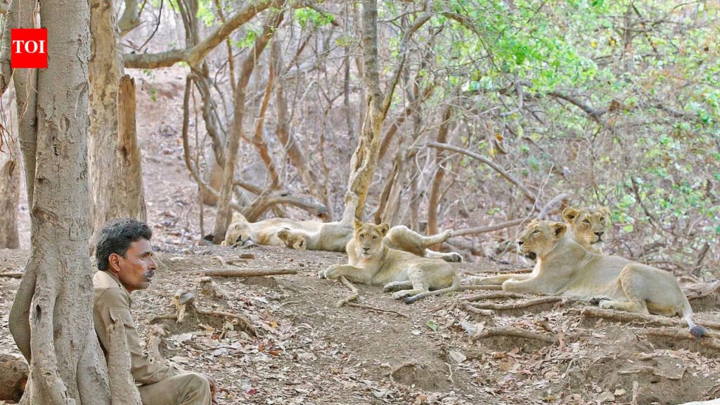 220 wildlife trackers in Gir get insurance cover