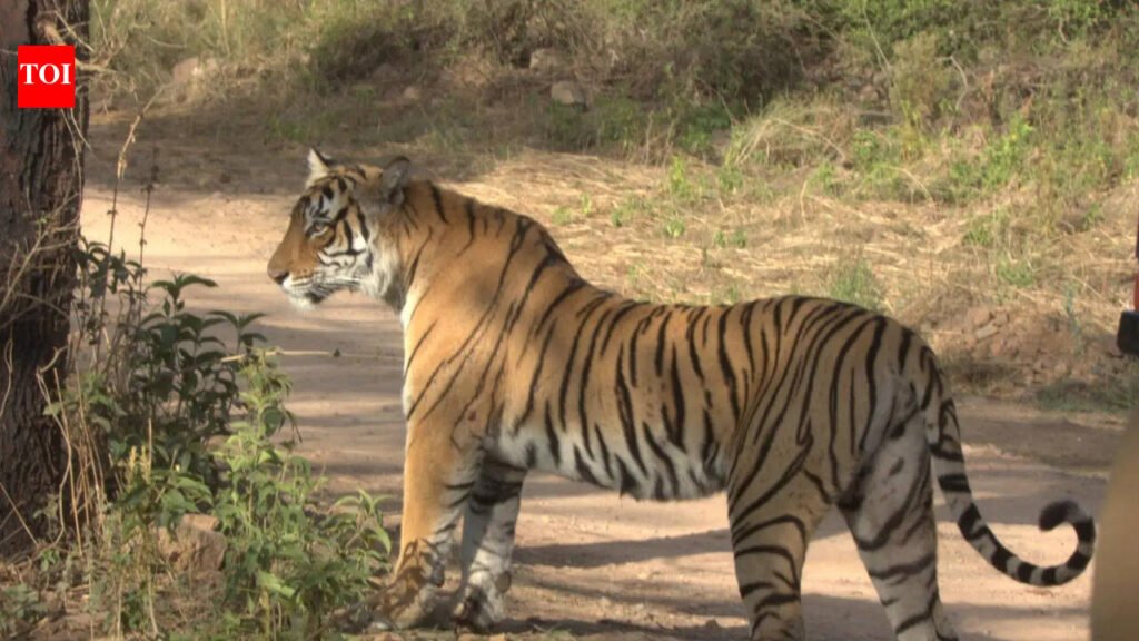 2 tigresses ‘missing’ in Ranthambore, combing operations intensified