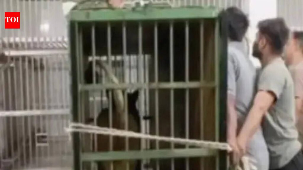 Lioness Sudha arrives at Etawah Safari park