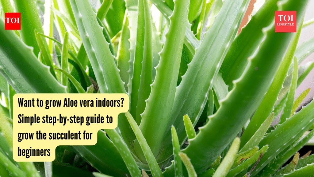 Want to grow Aloe vera indoors? Simple step-by-step guide to grow the succulent for beginners