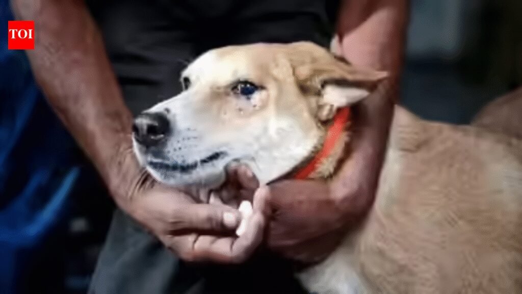 SC: Animal lovers can protect strays if they take responsibility for bites | India News