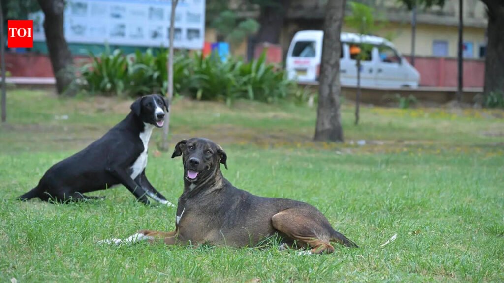 Raj to form panel to address SC directive on stray dogs amid facility shortage | Jaipur News