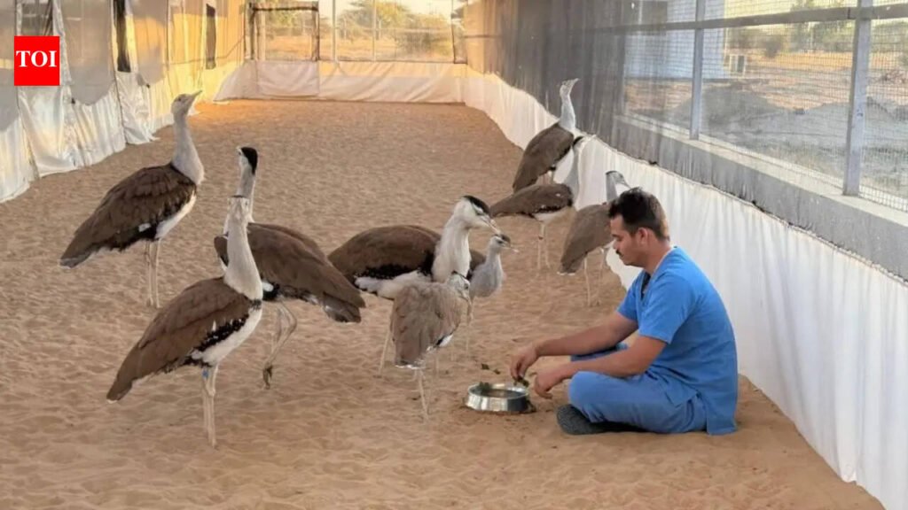 First Great Indian Bustard day to be celebrated in Jaisalmer on today’s May 21 | Jaipur News