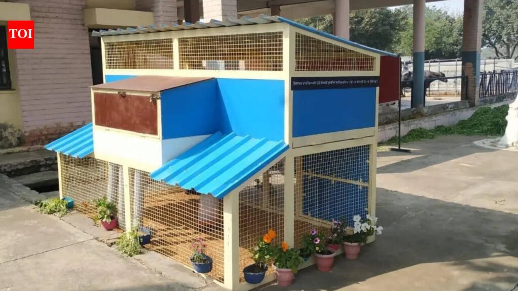 Vet university in Punjab’s Ludhiana develops scientific backyard poultry model to boost rural livelihoods | Ludhiana News