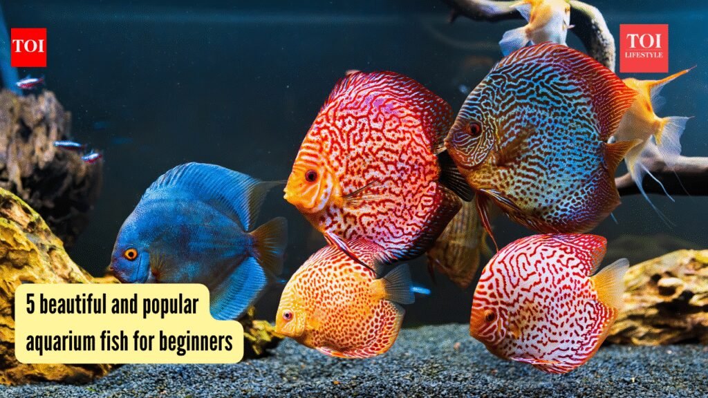 5 beautiful and popular aquarium fish for beginners