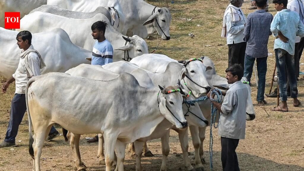 Not an essential part of Eid: Calcutta HC refuses to stay cattle slaughter restrictions ahead of festival | India News