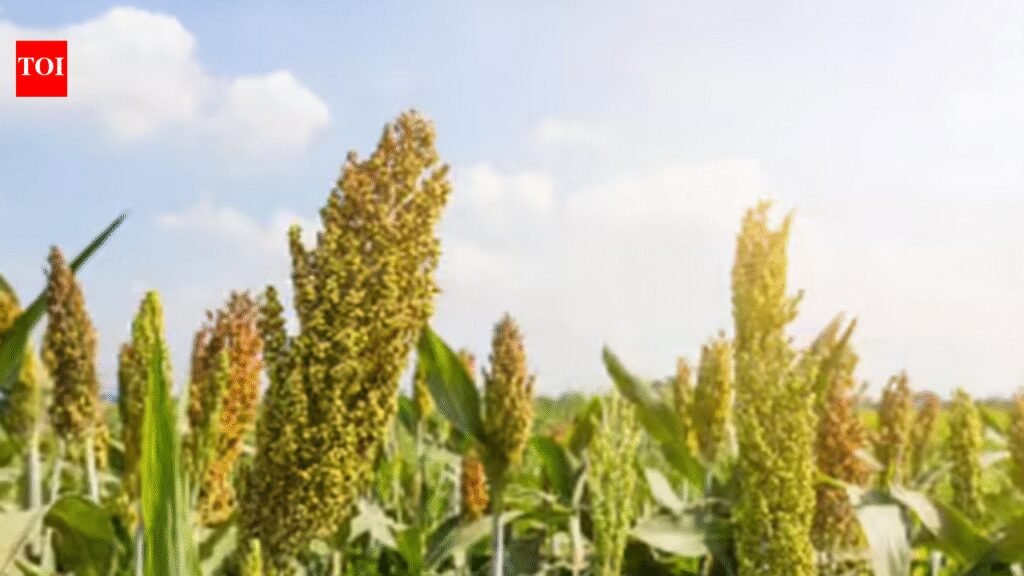 Tummala urges Centre to aid in procuring maize, sorghum | Hyderabad News
