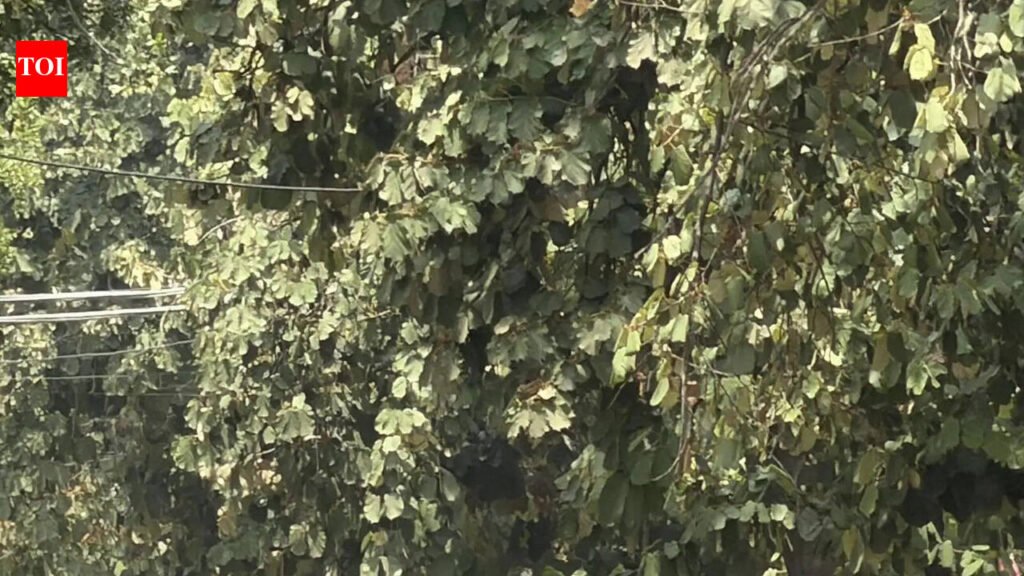 City feels May singe as heatwave rages on | Ludhiana News