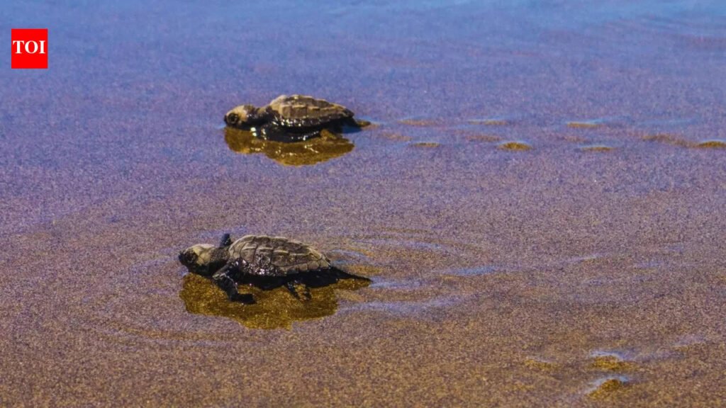 South Goa logs over 6k olive ridley eggs, half of last season | Goa News