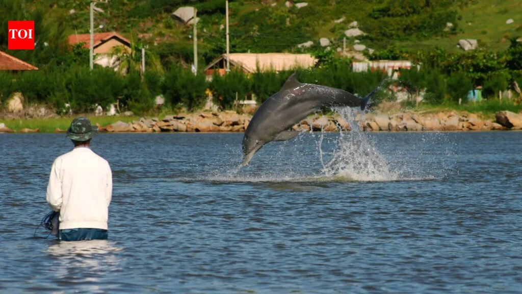 Kerala University signs pact to study evolution of human-dolphin interactions | Thiruvananthapuram News