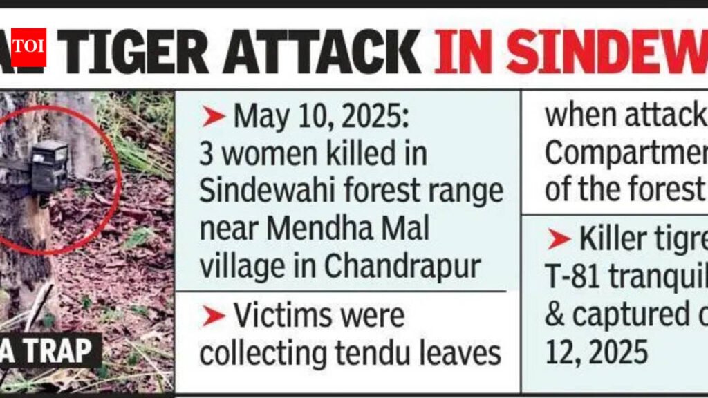 4 women tendu leaf collectors mauled by a tiger in Chandrapur, 1 man killed in Bhandara | Nagpur News