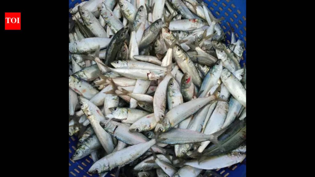 Mormugao council to ban illegal trade of wholesale fish | Goa News