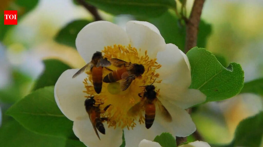 Karnataka set to name honeybee, Malabar tree toad as state species | Bengaluru News