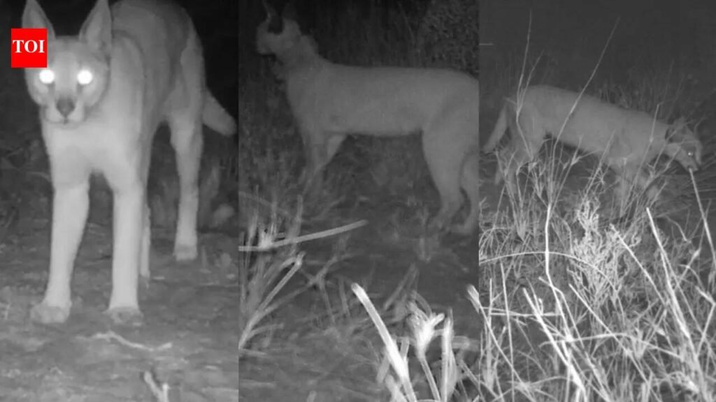 Rajasthan forest department to launch special campaign for conservation of endangered Caracal | Jaipur News