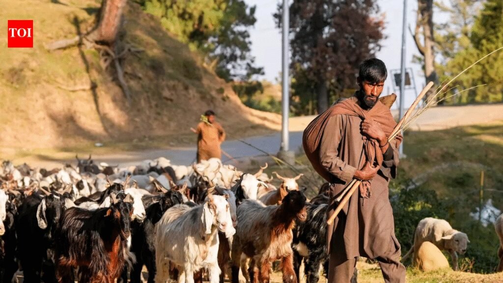Kashmir nomads file ‘atrocity’ complaint after demolition of their houses | India News