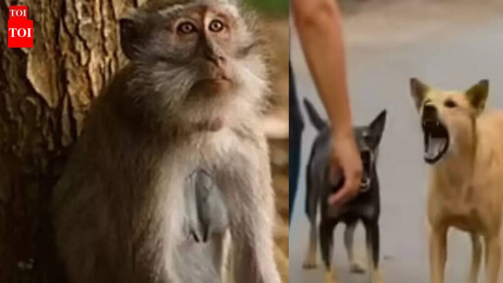 UP’s Sambhal battles surge in dog and monkey bite cases as mercury rises | Lucknow News