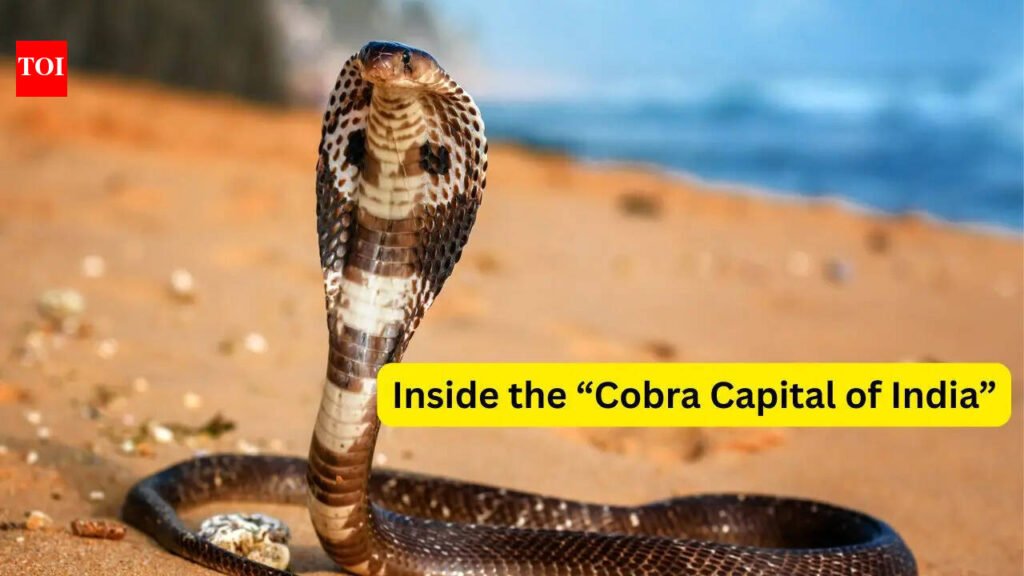 Visiting the “Cobra Capital of India”; what travellers need to know about the home of the world’s longest venomous snake
