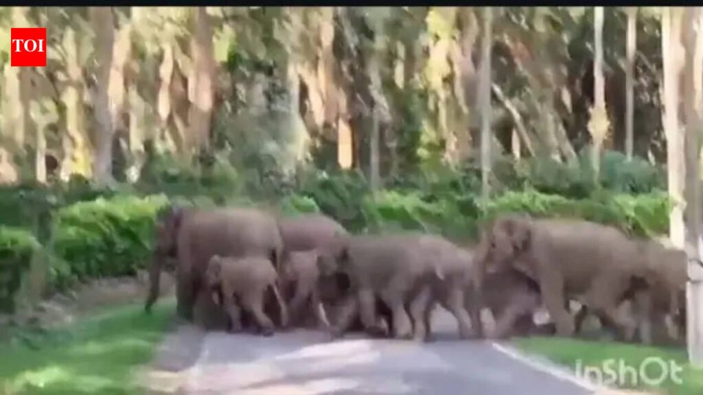Wild elephant herd charges at foresters Kodagu | Mysuru News
