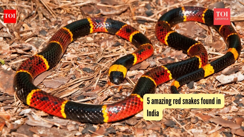 5 amazing red snakes found in India