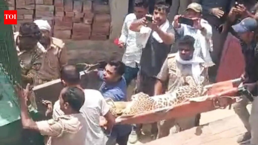 Leopardess enters house in Bahraich, injures 3 | Vadodara News