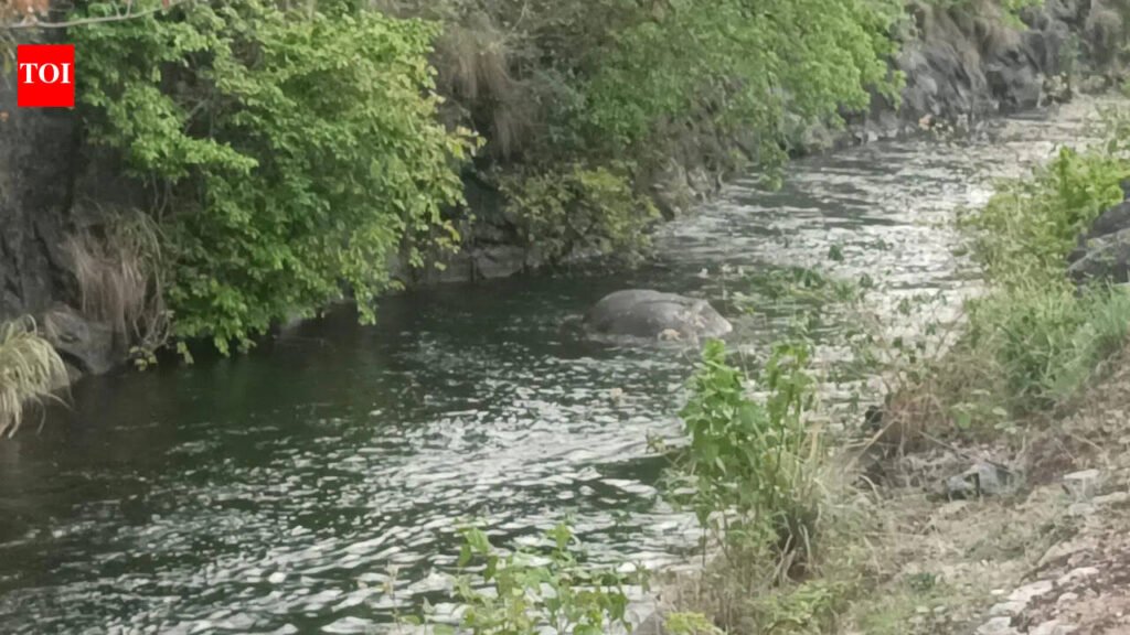 Tusker drowns after falling into 20ft contour canal in Pollachi | Coimbatore News