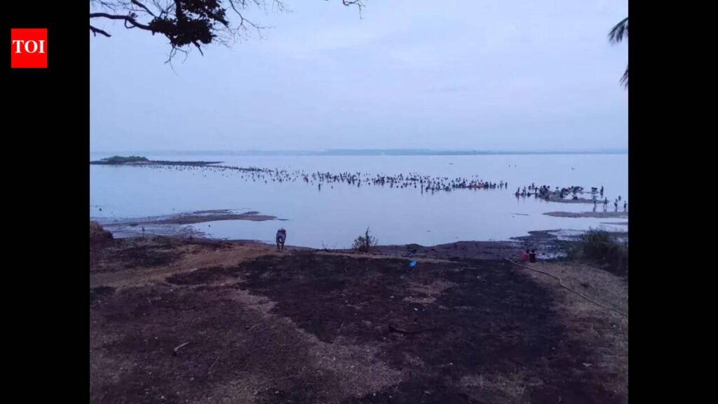 Rare windowpane oysters return to Chicalim bay, spark extraction rush | Goa News