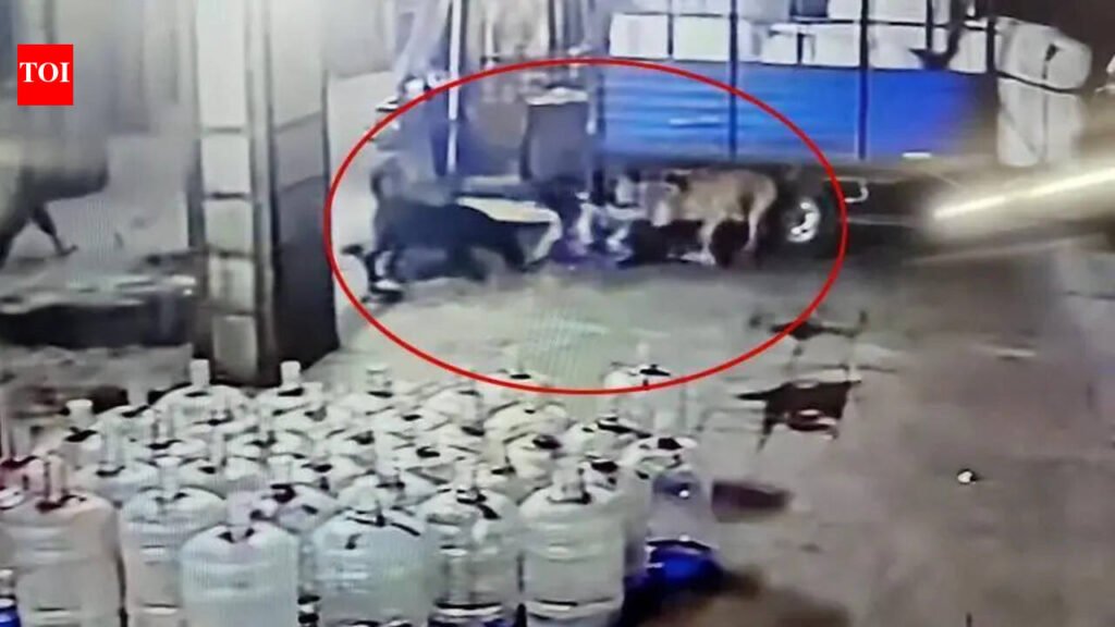 9-year-old Salabatpura boy suffers 15 dog bites | Surat News