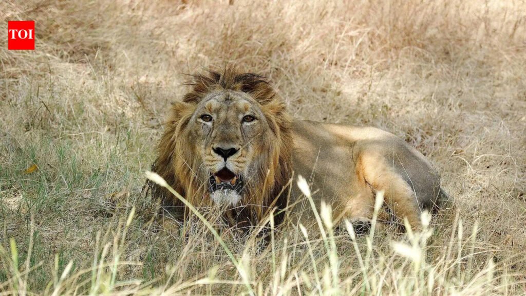 Byculla zoo gives nod for exchange, four Gujarat lions set to arrive in city | Mumbai News