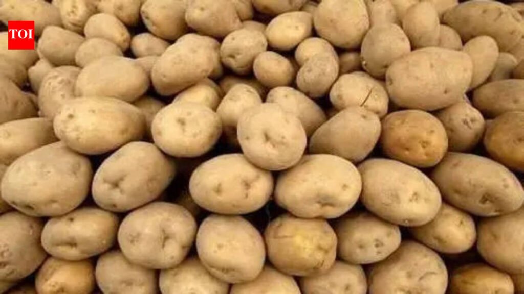 ICAR-CPRI approves tissue culture multiplication of ‘Kufri Bahar’ potato variety | Chandigarh News