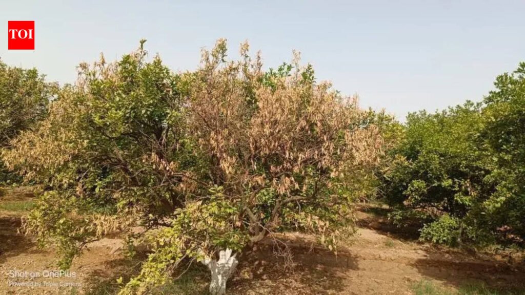 Canal shutdown amid 45°C heat leaves Punjab kinnow growers worried | Chandigarh News