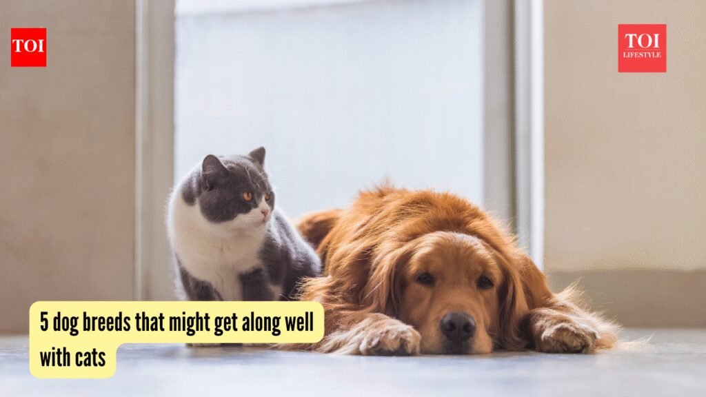 4 dog breeds that might get along well with cats