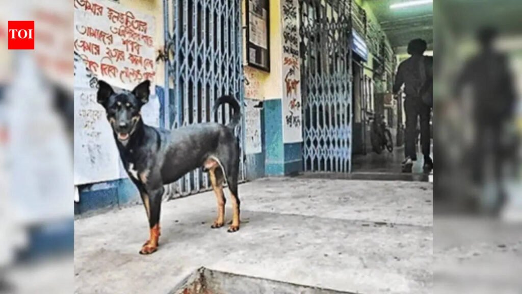 Not outsiders, JU campus dogs to get collars, shelter homes | Kolkata News