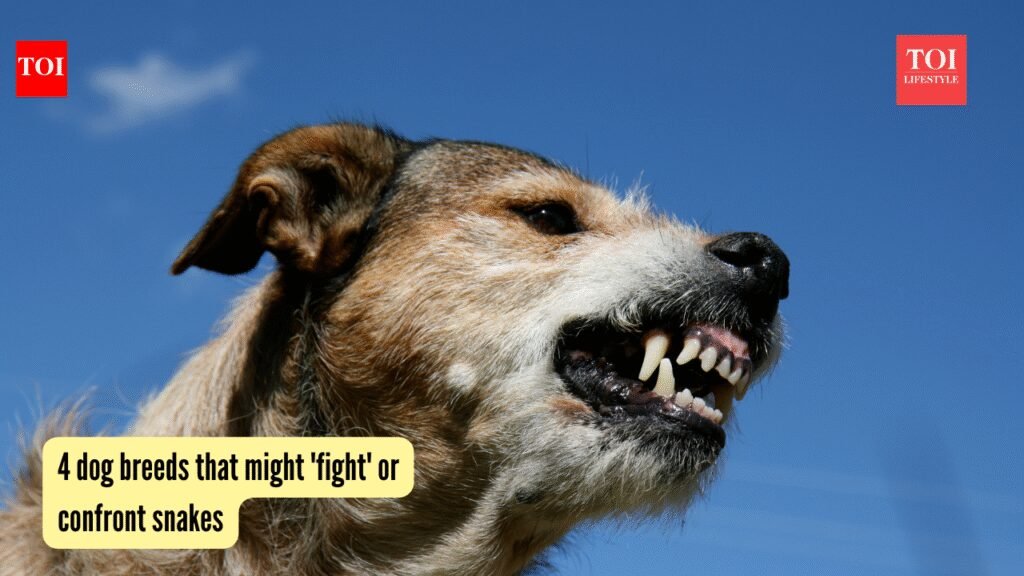 4 dog breeds that might ‘fight’ or confront snakes