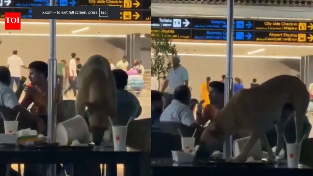 Stray dog spotted inside Hyderabad airport lounge, video goes viral; RGIA responds | Hyderabad News