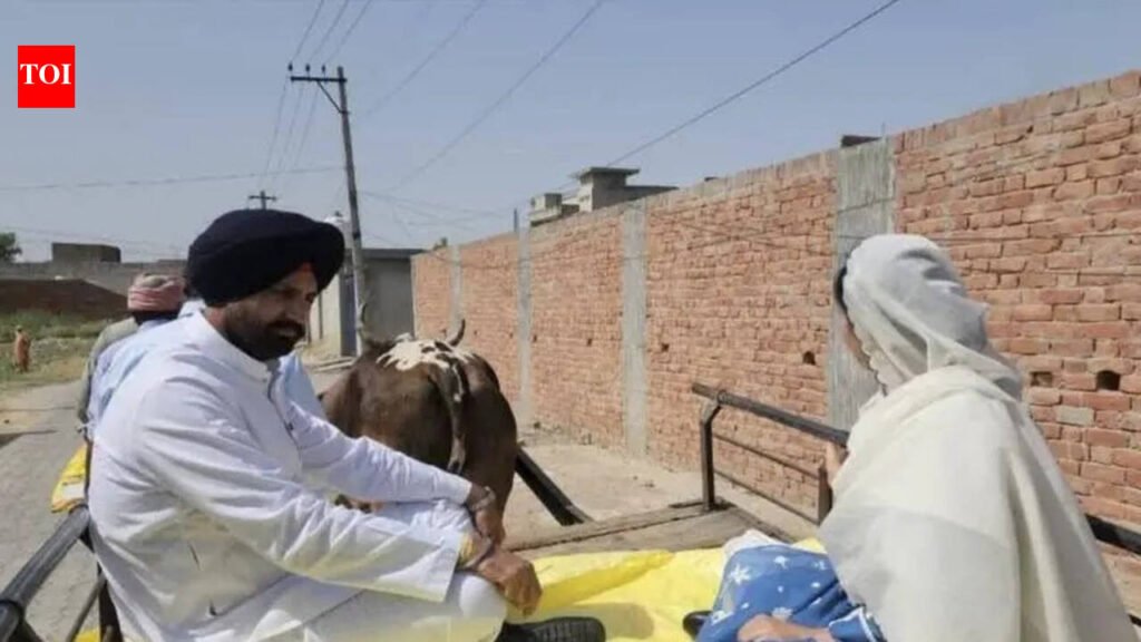 Warring rides bullock cart to cast vote in Muktsar | Chandigarh News
