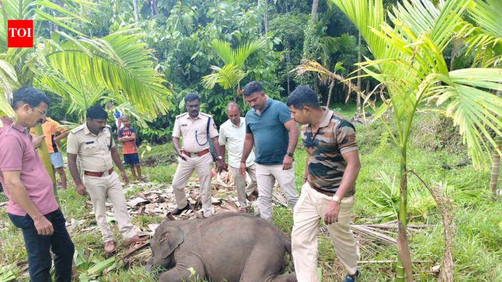 Elephant calf found dead on farmland in Sullia, tusker attack suspected | Mangaluru News
