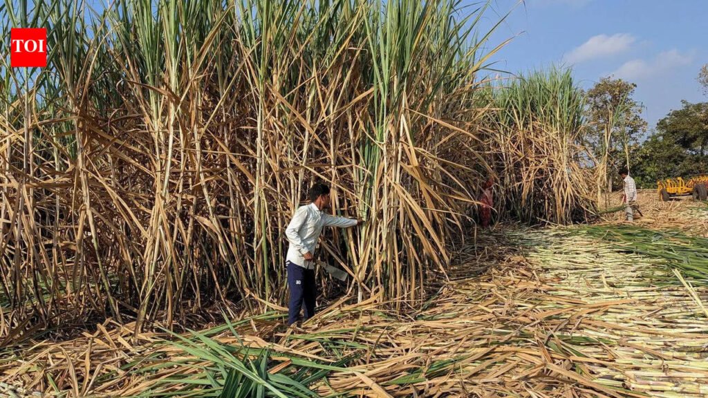 Rs 1,5000 crore tax relief for sugar cooperatives as Gujarat approves past prices | Ahmedabad News