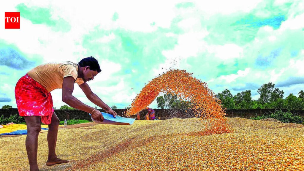 T credits ₹1,170 cr to maize farmers amid record procurement | Hyderabad News