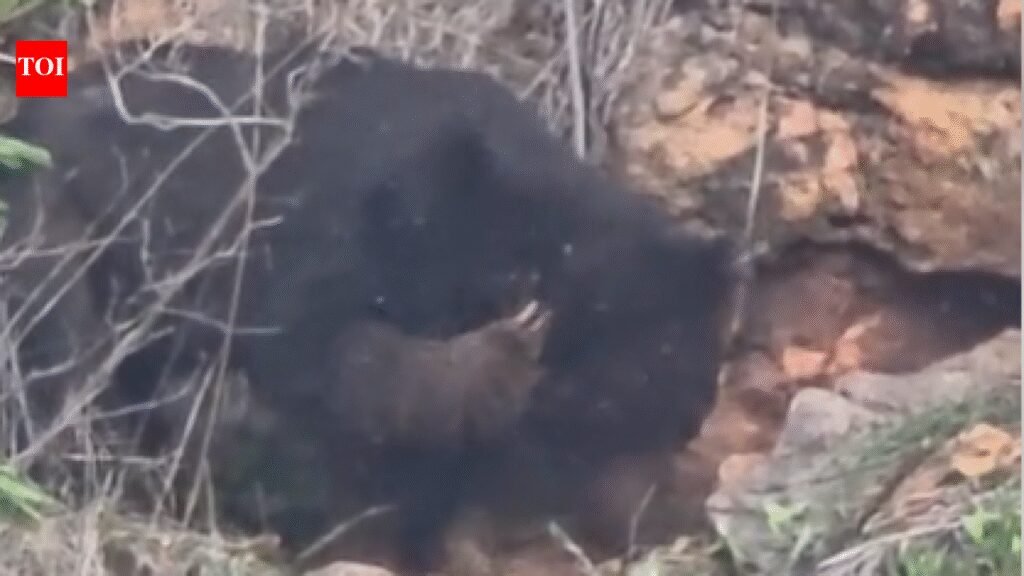 Sloth bear enters Marudhamalai temple premises, enjoy honey | Coimbatore News