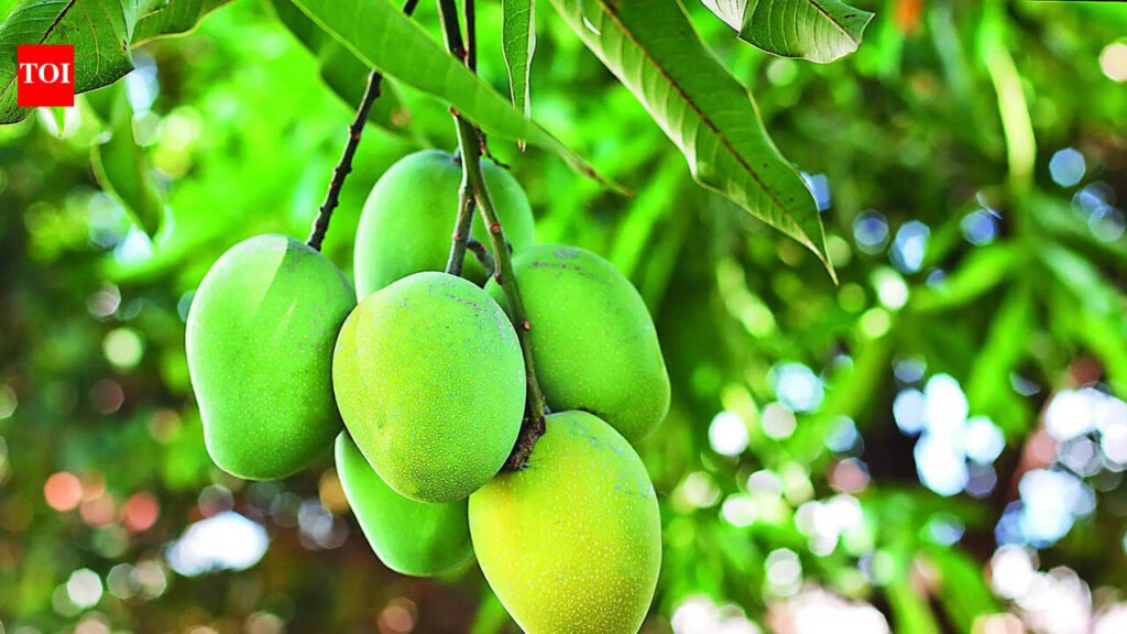 Early heat takes sweetness out of Telangana mangoes | Hyderabad News